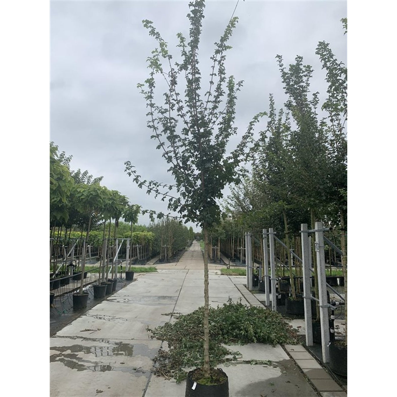 Fältlönn – Acer campestre 'Elsrijk' - C35 6/8 HO/ST